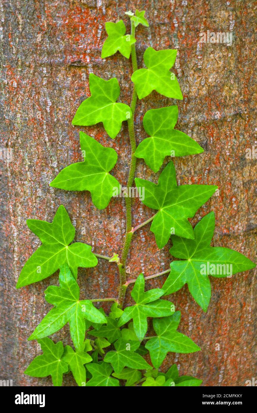 green ivy climbing up tree trunk Stock Photo Alamy