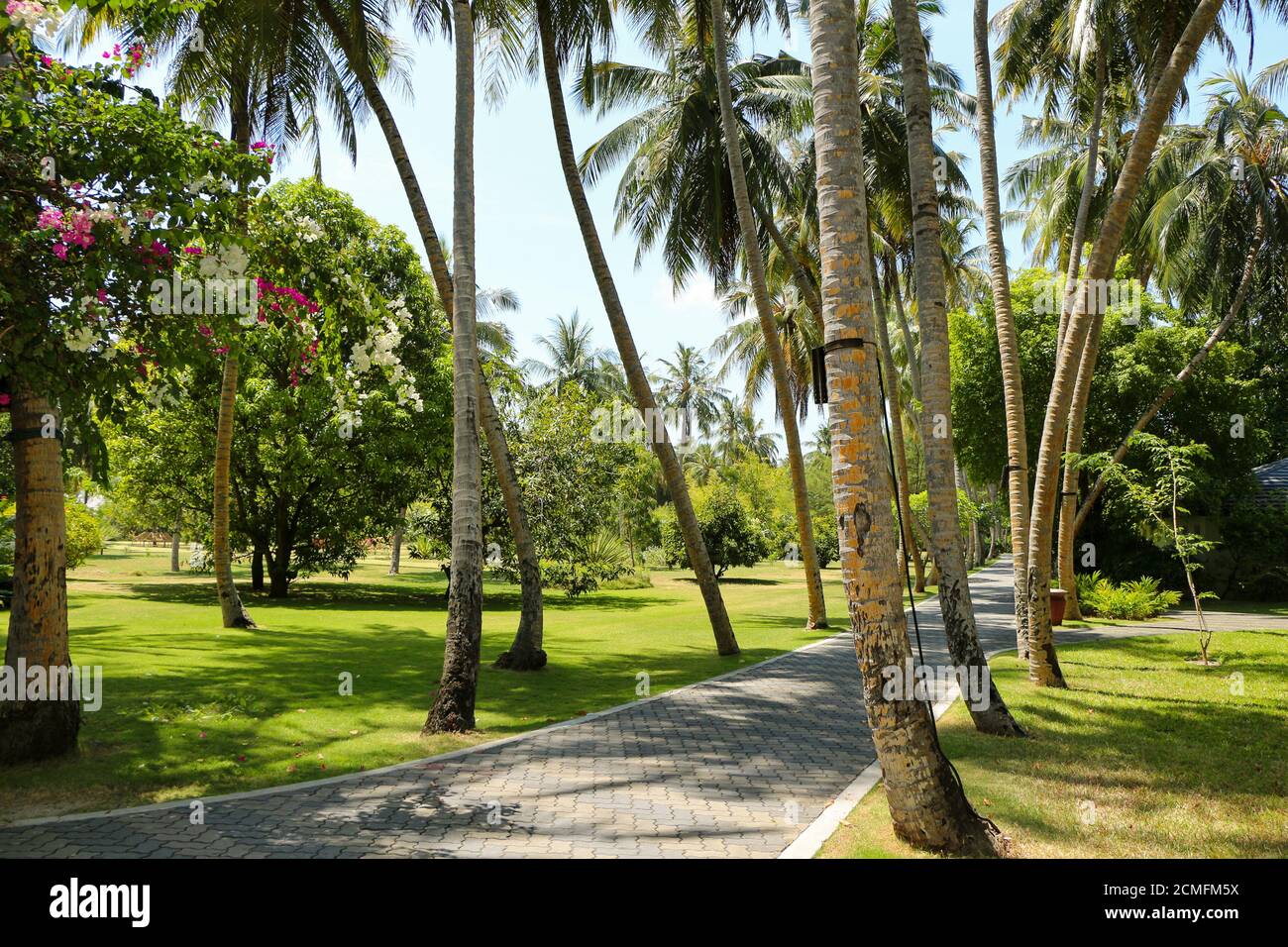 Palm alley way hi-res stock photography and images - Alamy