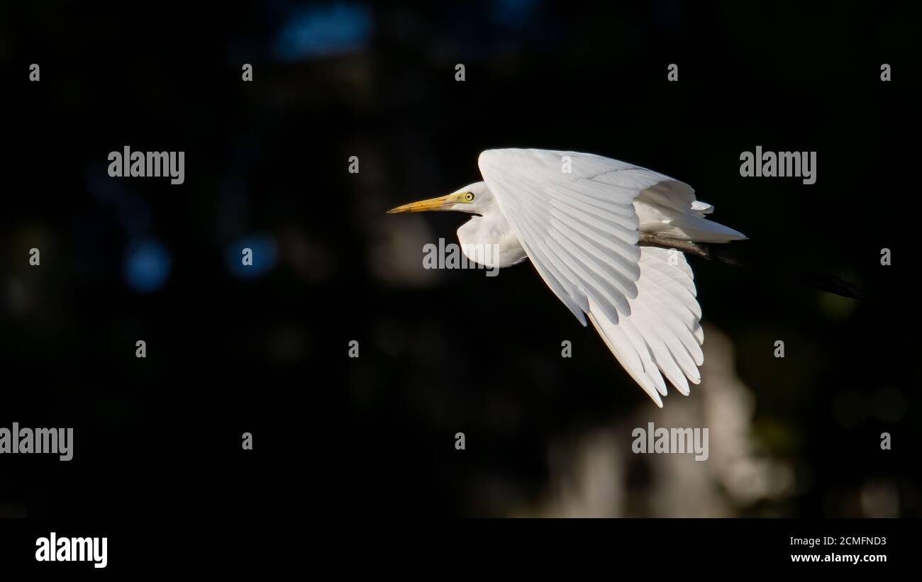 Egret bird or intermediate egret closeup portrait. Snake to Israel and  Palestinian viper Stock Photo - Alamy