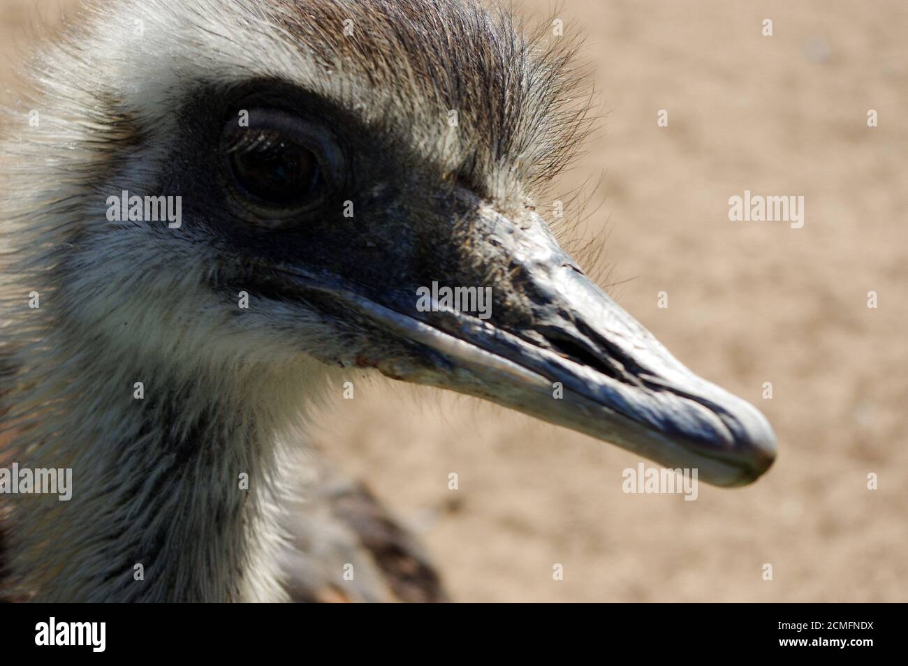 ostrich head closeup, funny face of a strauss Stock Photo