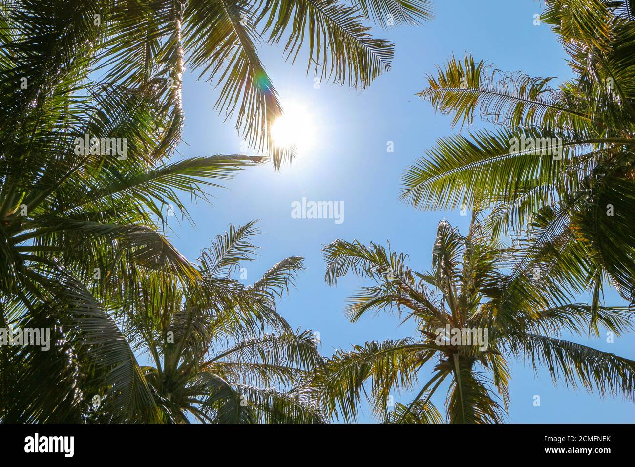 Palm trees and shining sun over bright sky background Stock Photo
