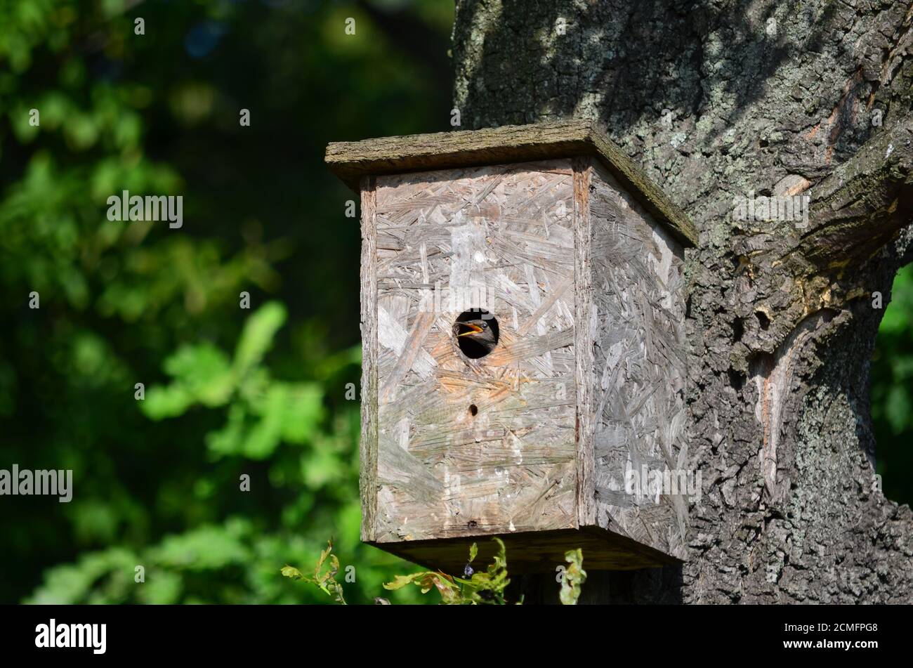 Young starling in the nestbox. Fauna of Ukraine. Stock Photo