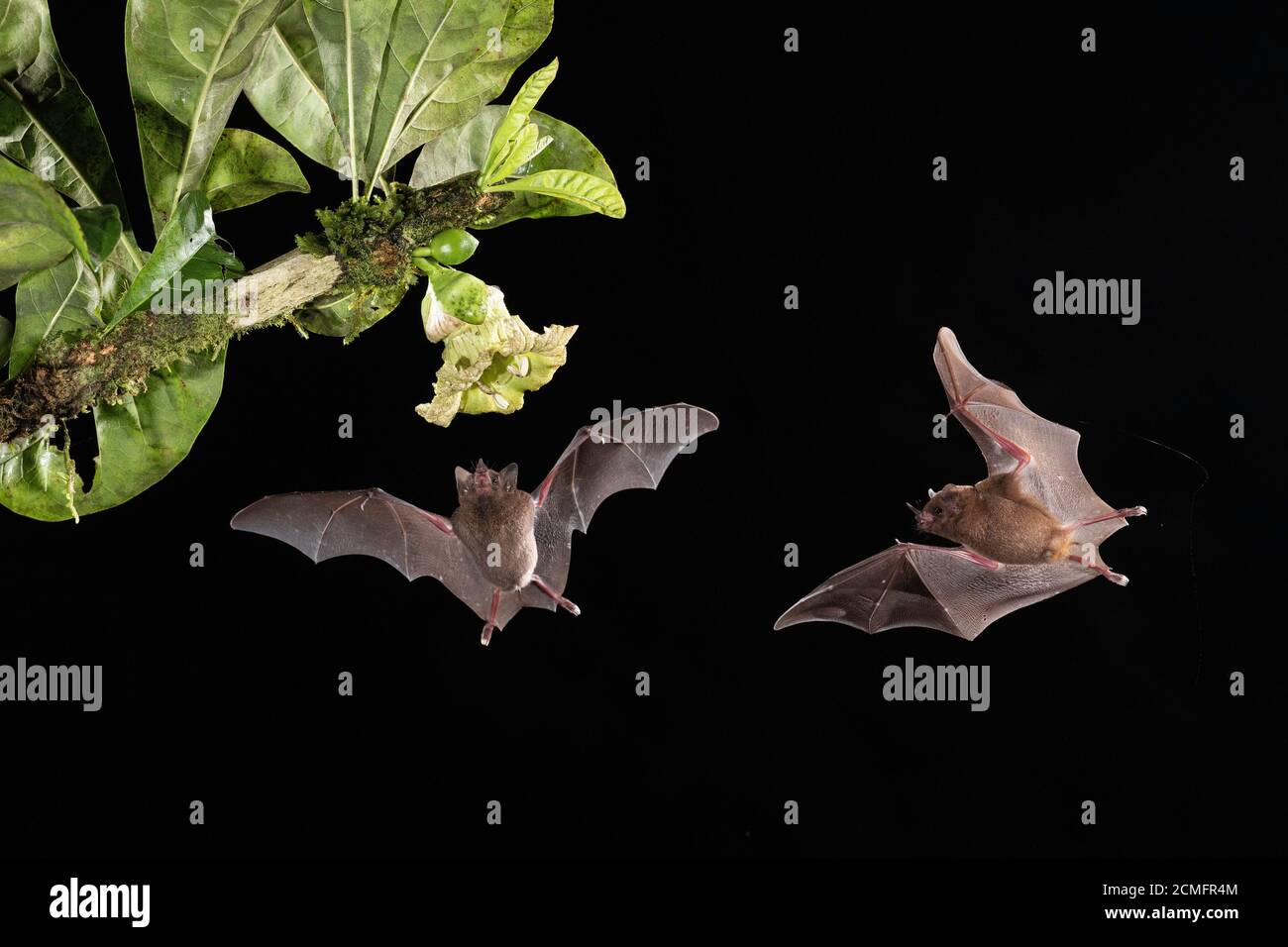 Two Pallas's long-tongued Bats (Glossophaga soricina) feeding on Calabash gourd flower (Crescentia cujete), lowland rainforest, Costa Rica Stock Photo