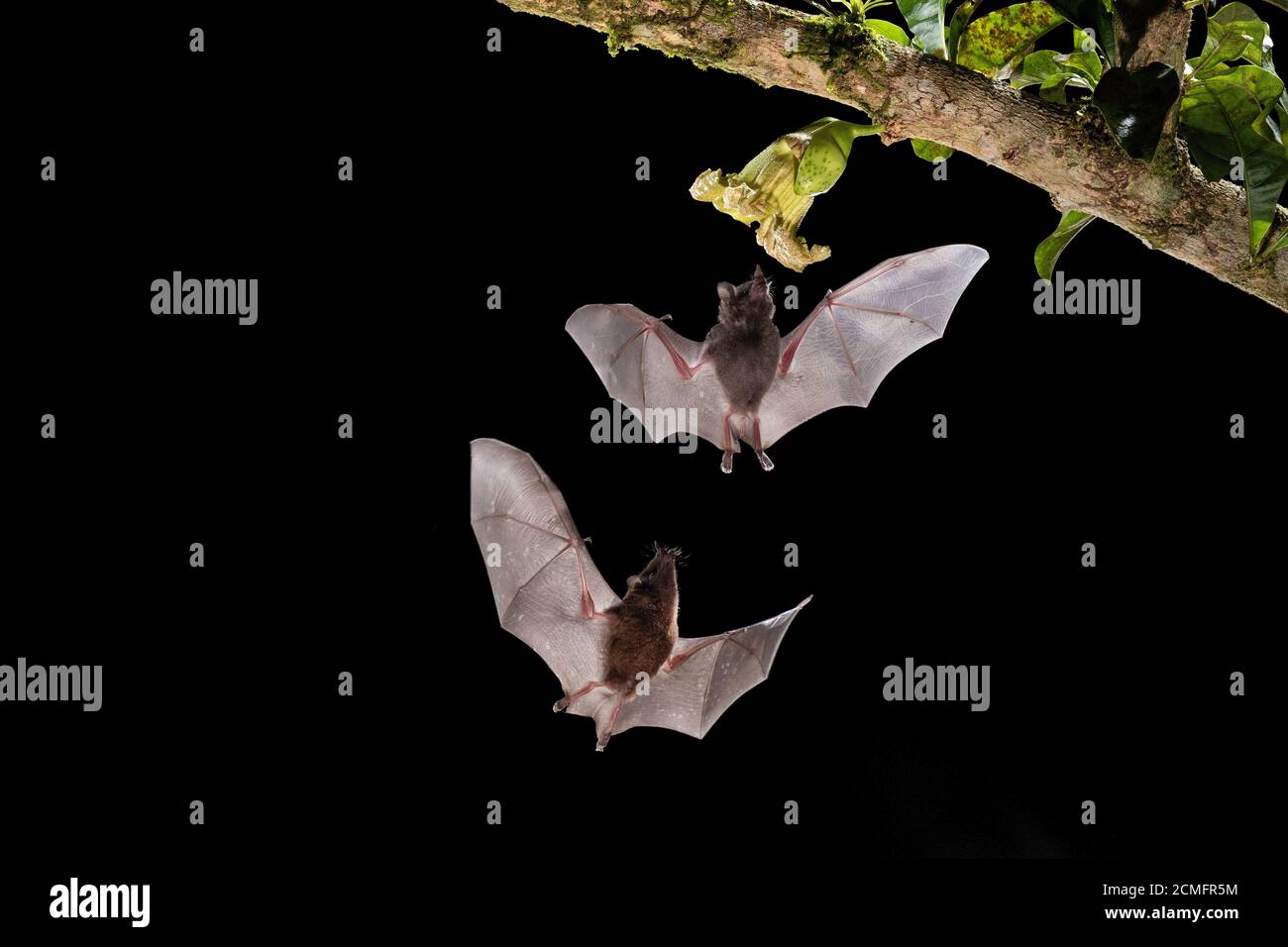 Pallas's long-tongued Bats (Glossophaga soricina) feeding from Calabash gourd flower (Crescentia cujete), Lowland rainforest, Costa Rica Stock Photo