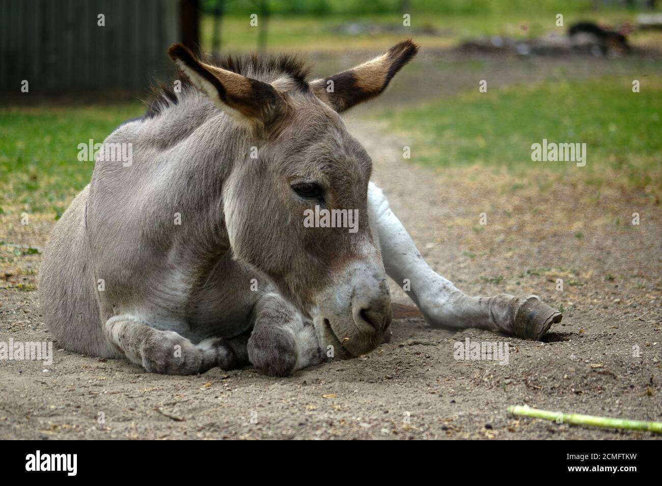 lazy grey Donkey lying on the ground Stock Photo