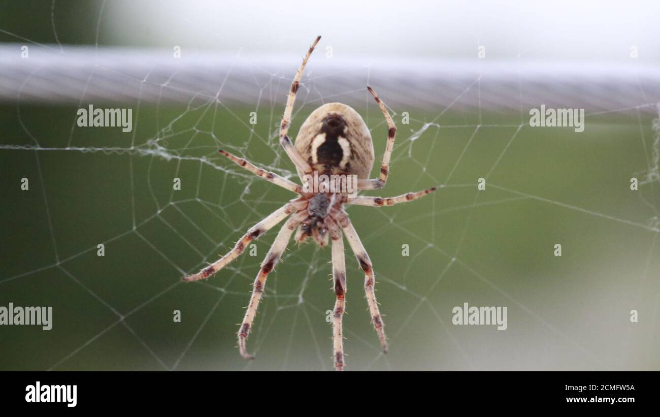 zoropsis spinimana big spider in italy real time Stock Photo