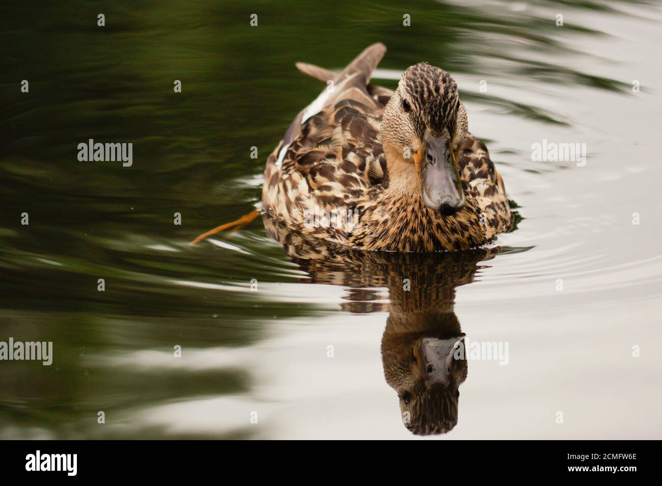 brown duck swim in pond. Still float action. Water with dark shadow and