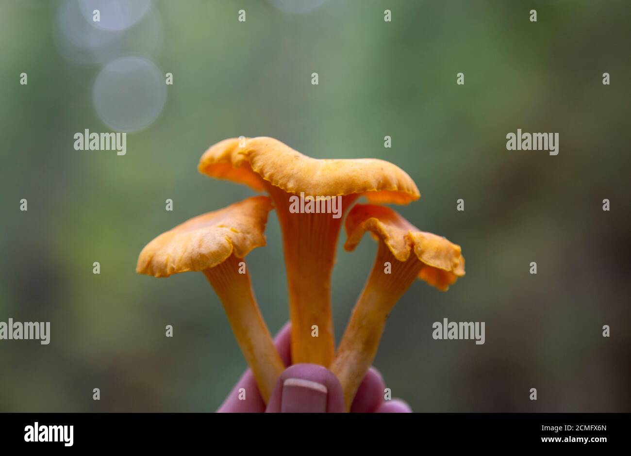 Fresh chanterelle mushrooms in female teen hand on a forest background Stock Photo Alamy