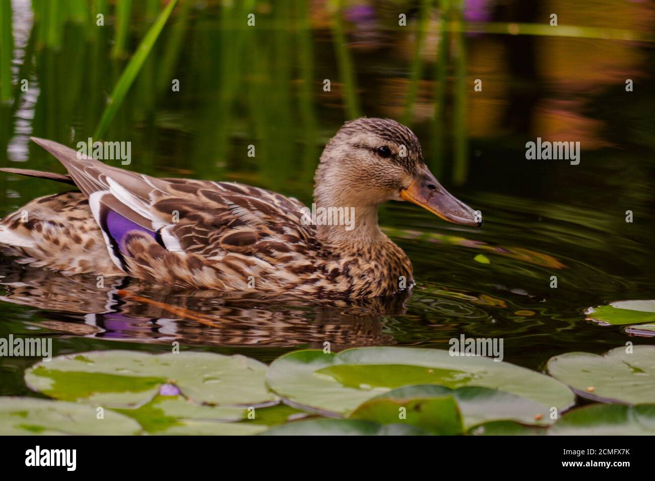 brown duck swim in pond. Still float action. Water with dark shadow and