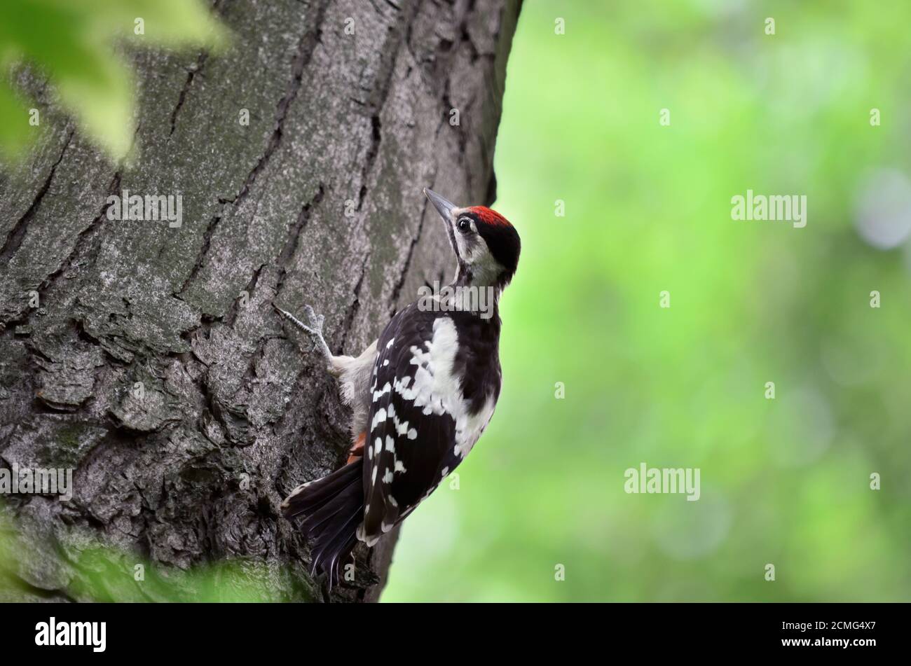 Great spotted woodpecker - Dendrocopos major. Young woodpecker sitting on a tree. Fauna of Ukraine. Closeup. Stock Photo