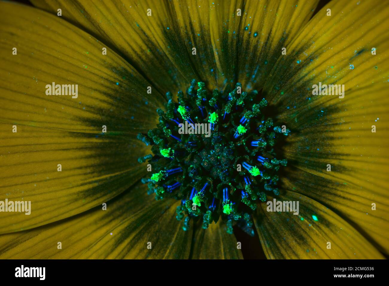 Nectar guide uv hires stock photography and images Alamy