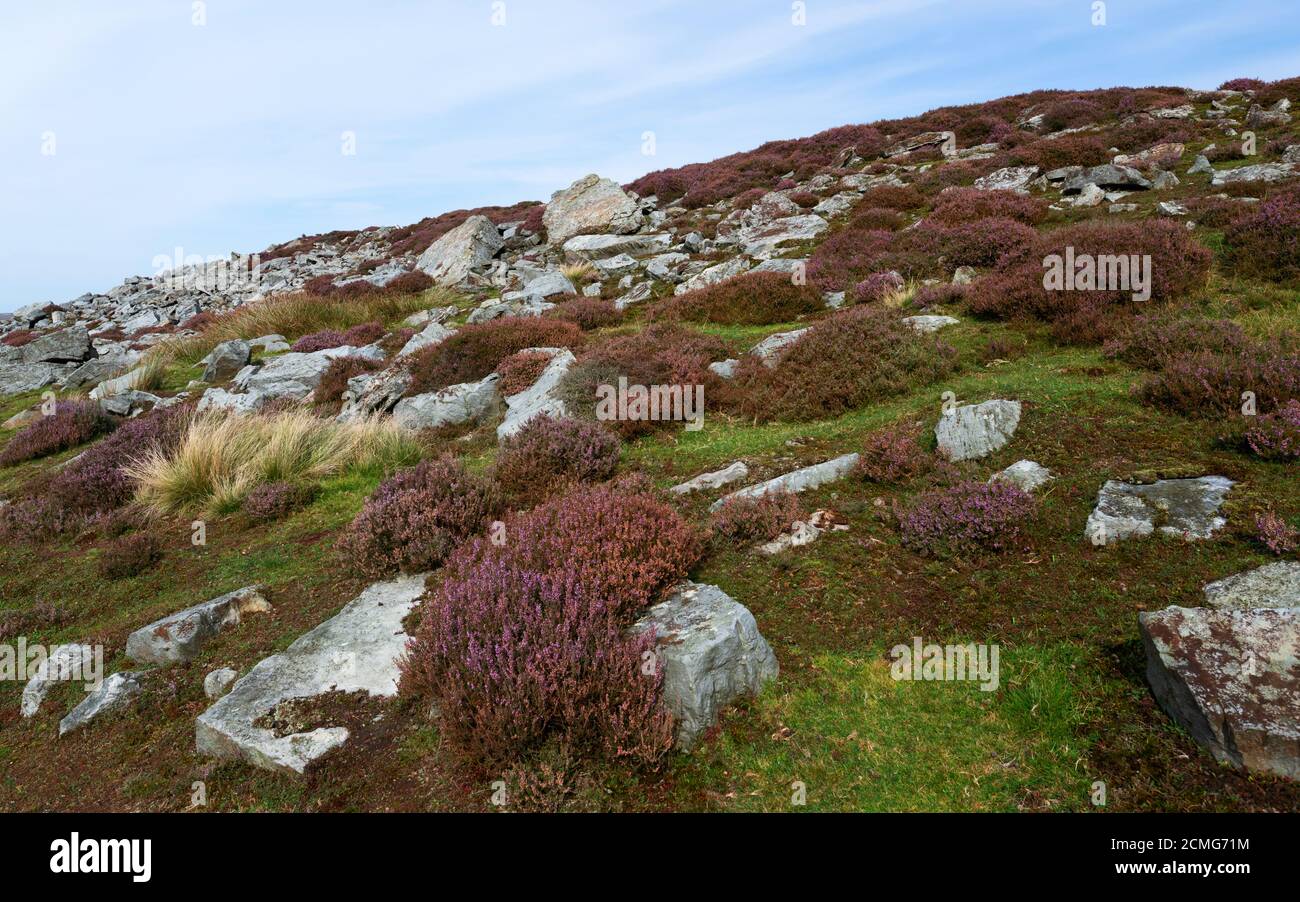 Rugged moorland with large bouldersd including flowering wild heathers in the North York Moors National Park in summer near Goathland, Yorkshire, UK. Stock Photo