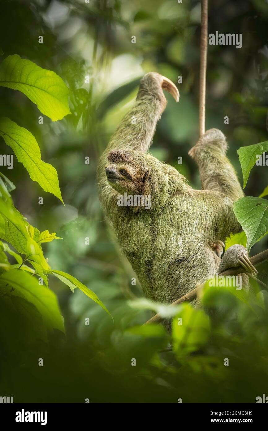 Brown-throated three-toed sloth (Bradypus variegatus) in rainforest habitat, Manuel Antonio National Park, Costa Rica Stock Photo