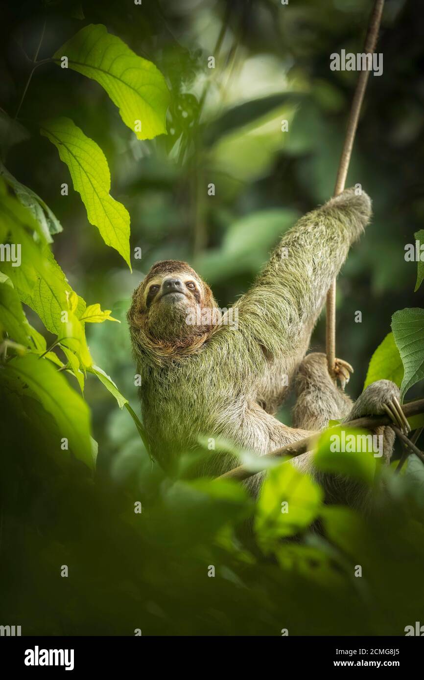 Brown-throated three-toed sloth (Bradypus variegatus) in rainforest habitat, Manuel Antonio National Park, Costa Rica Stock Photo