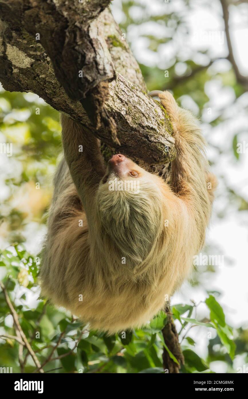 Hoffmann's two-toed sloth (Choloepus hoffmanni), Manuel Antonio