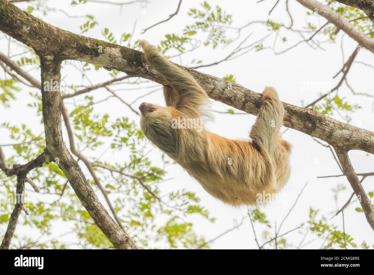 Hoffmann's two-toed sloth (Choloepus hoffmanni), Manuel Antonio National Park, Costa Rica Stock Photo