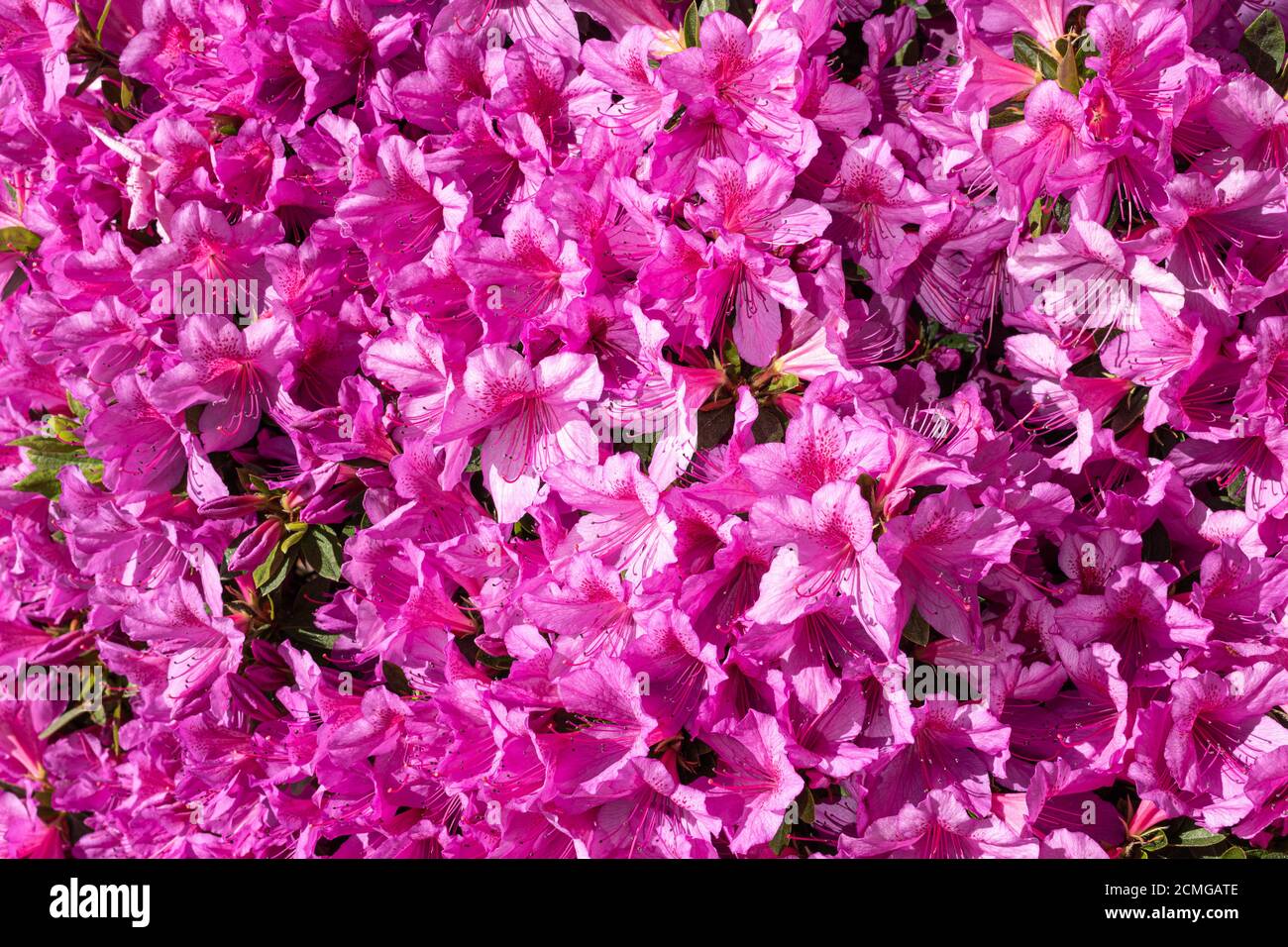 Vibrant Pink flower background. Rhododendron simsii plant Stock Photo