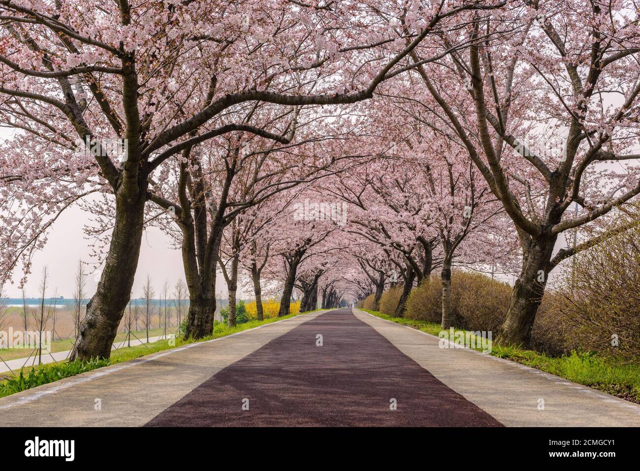 Spring pink cherry blossom tree and walk path in Busan, South Korea Stock Photo