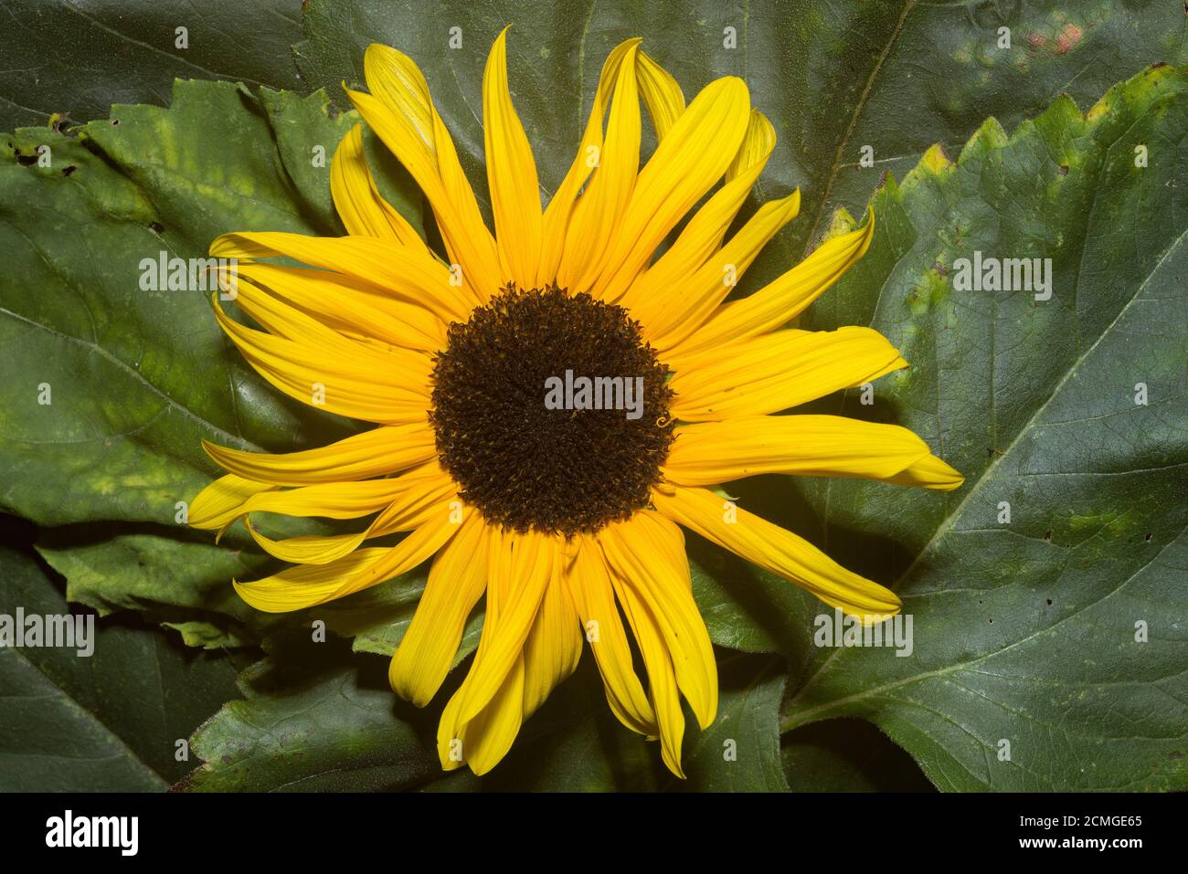 Nectar guides or honey guide markings on flowers of some angiosperm species that assist to guide