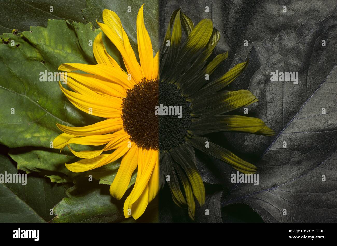 Nectar guides or honey guide markings on flowers of some angiosperm
