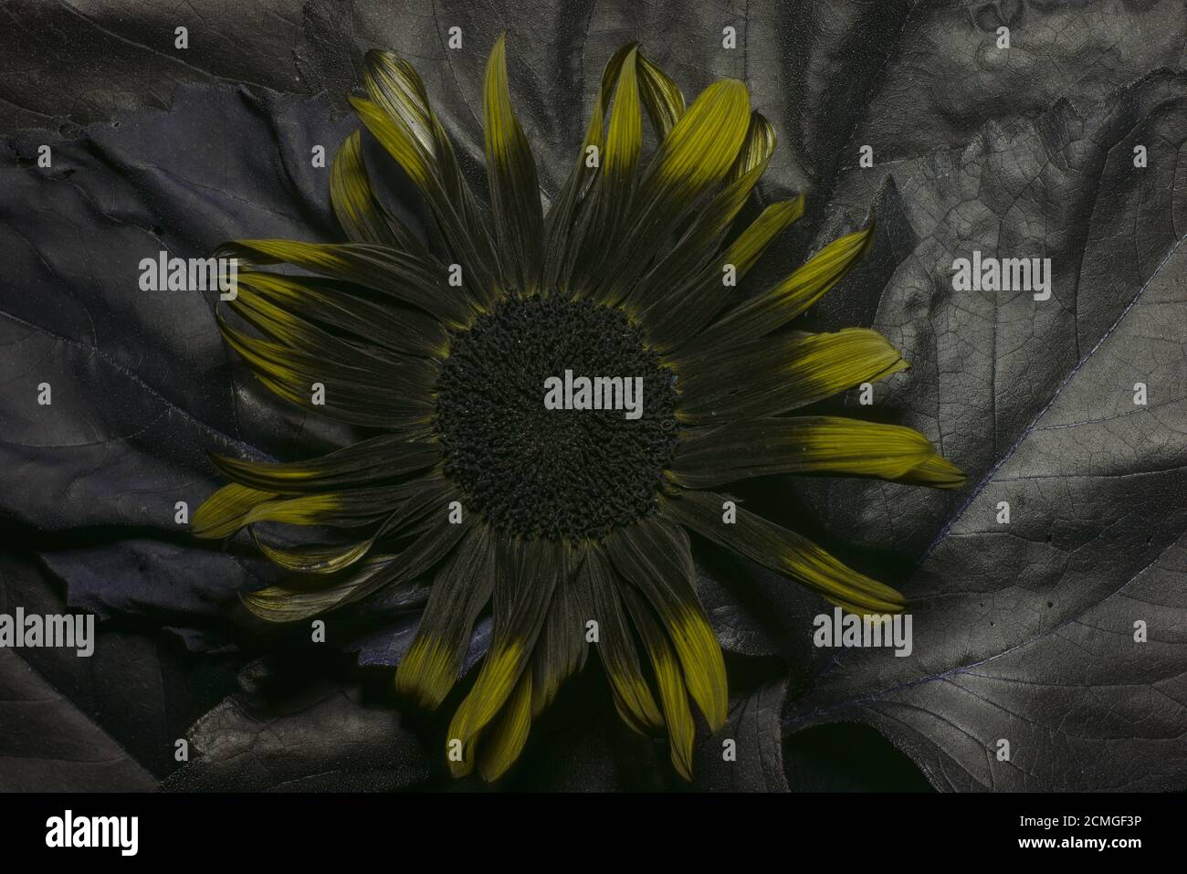 Nectar guides or honey guide markings on flowers of some angiosperm