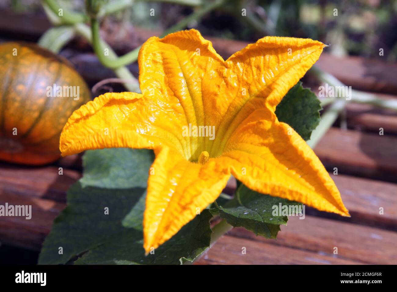 A yellow pumpkin flower in full bloom with a small edible pumpkin