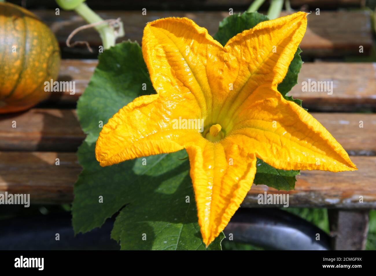 Garden pumpkin uk hires stock photography and images Alamy