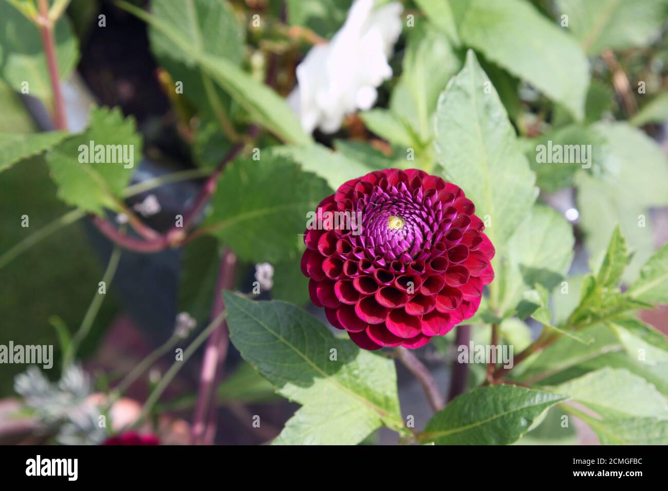 Purple Dahlia Bloom High Resolution Stock Photography and Images - Alamy