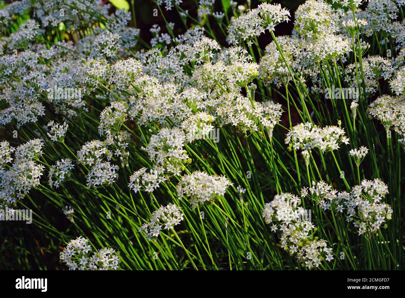 Nira hires stock photography and images Alamy