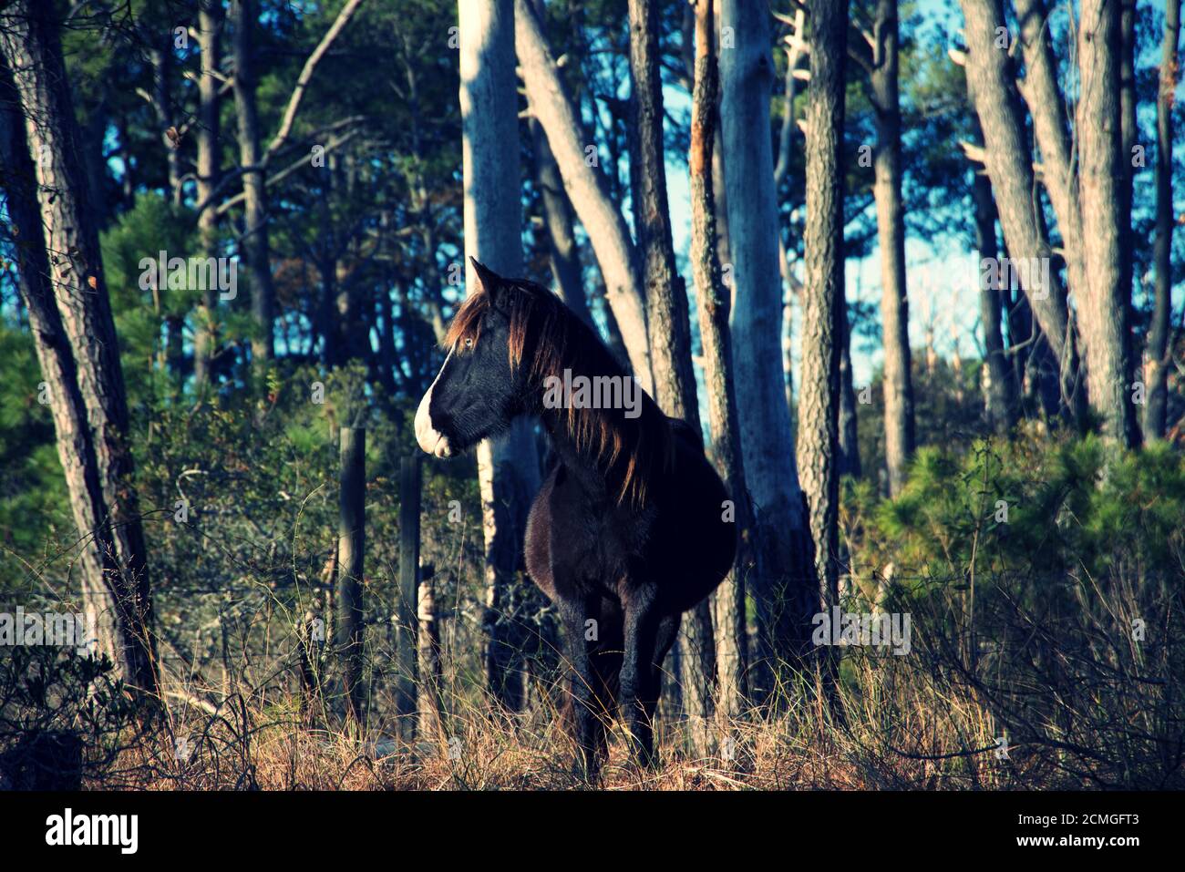 Dark Wild horses of Chincoteague National Park in Delmarva, with white