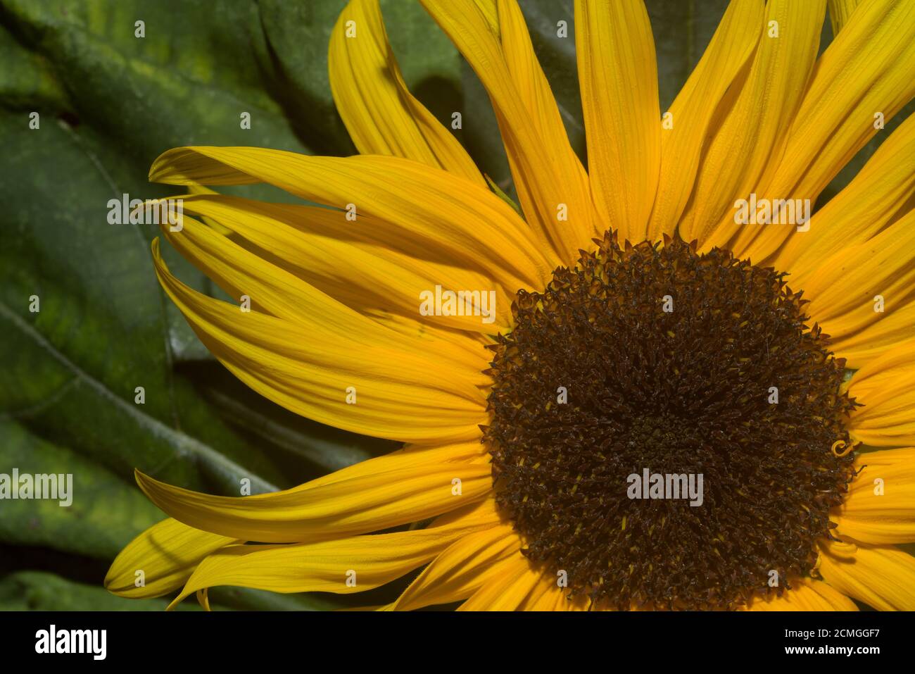 Nectar guides or honey guide markings in flowers of some angiosperm