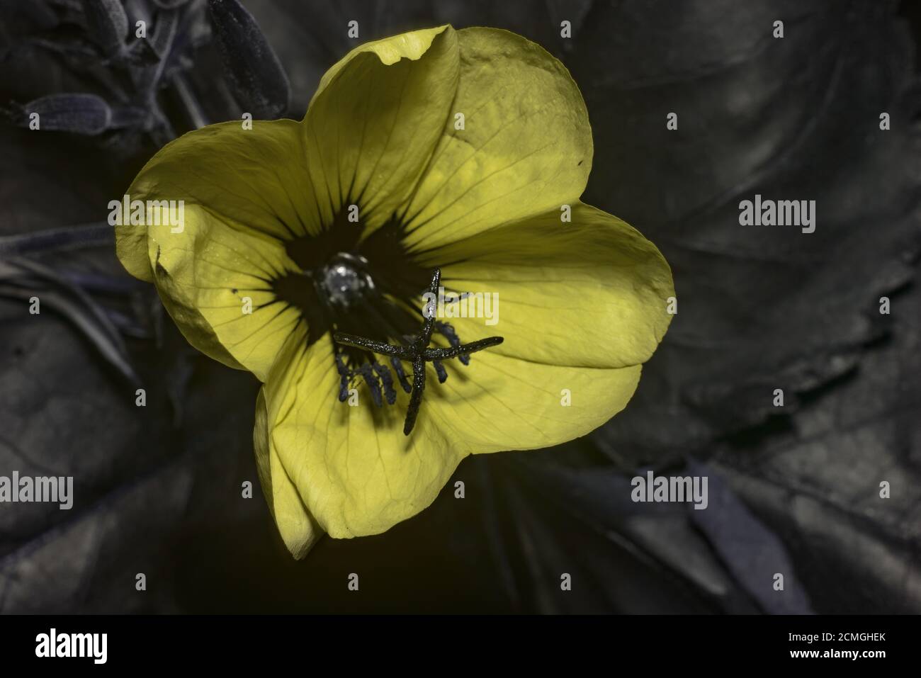 Nectar guides or honey guide markings in flowers of Oenothera biennis