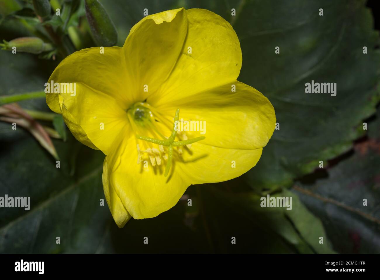 Nectar guides or honey guide markings in flowers of Oenothera biennis