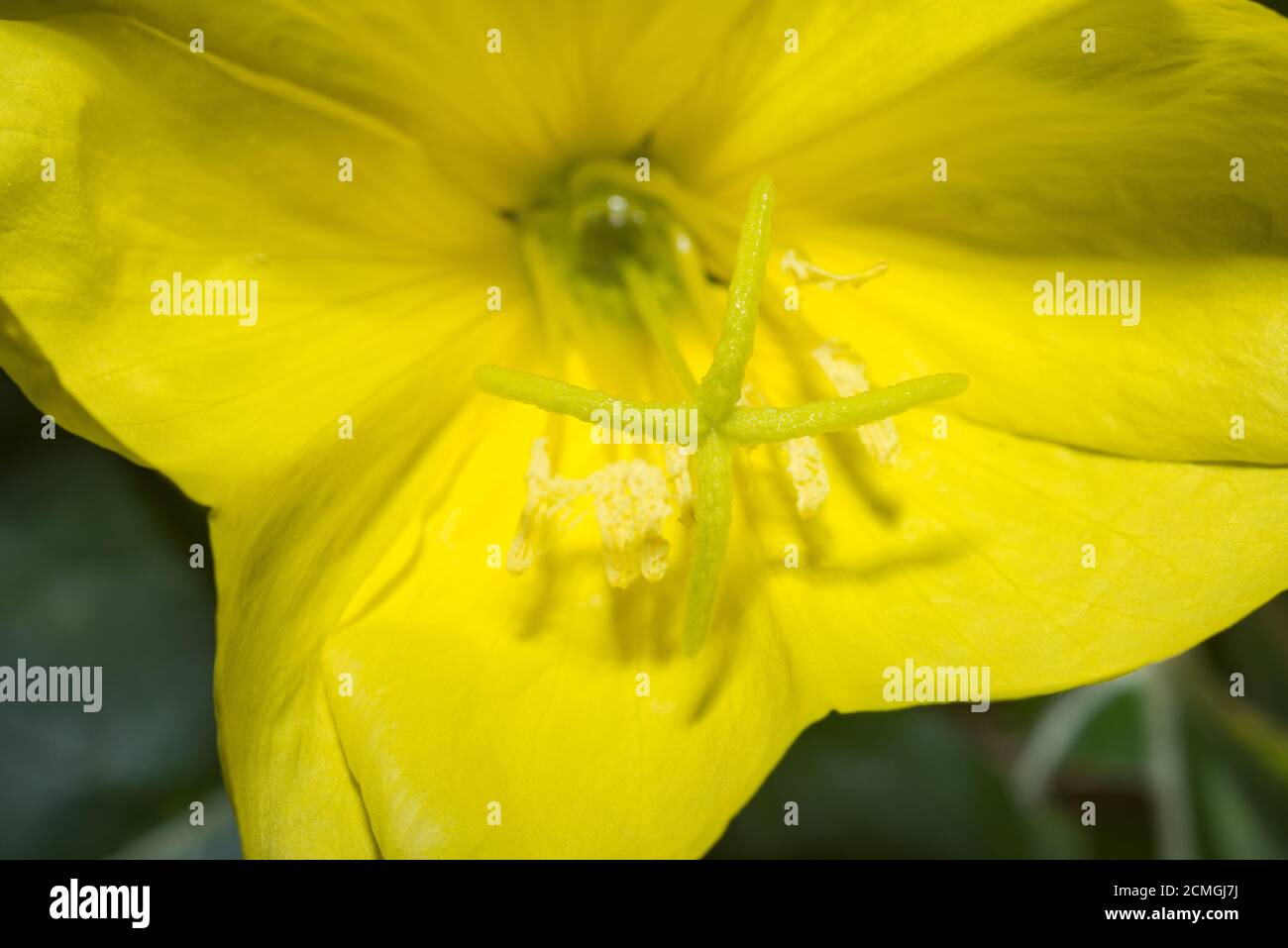 Nectar guides or honey guide markings in flowers of Oenothera biennis
