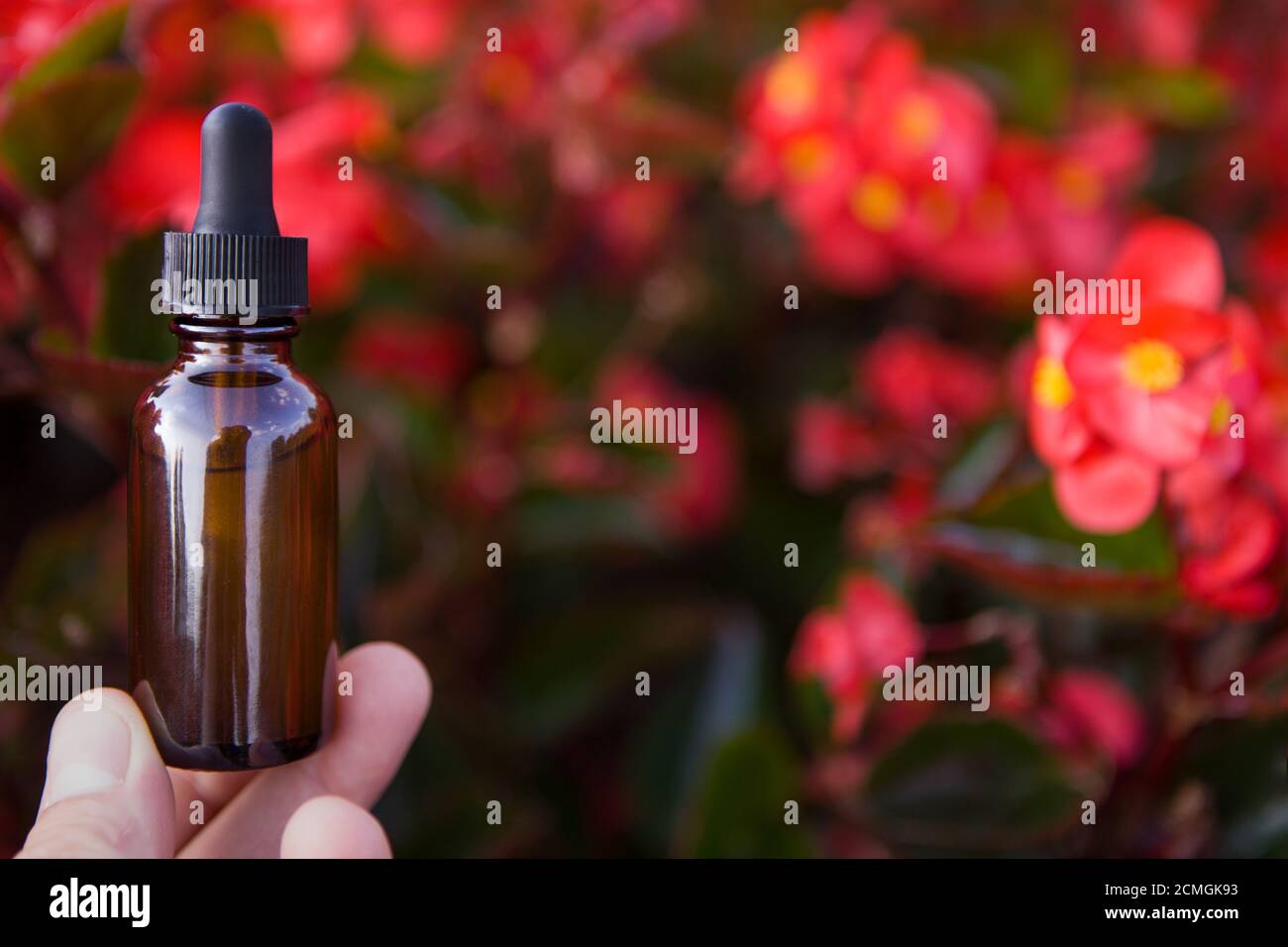 Bach flower remedies of red flower. Bach teherapy idea. Stock Photo