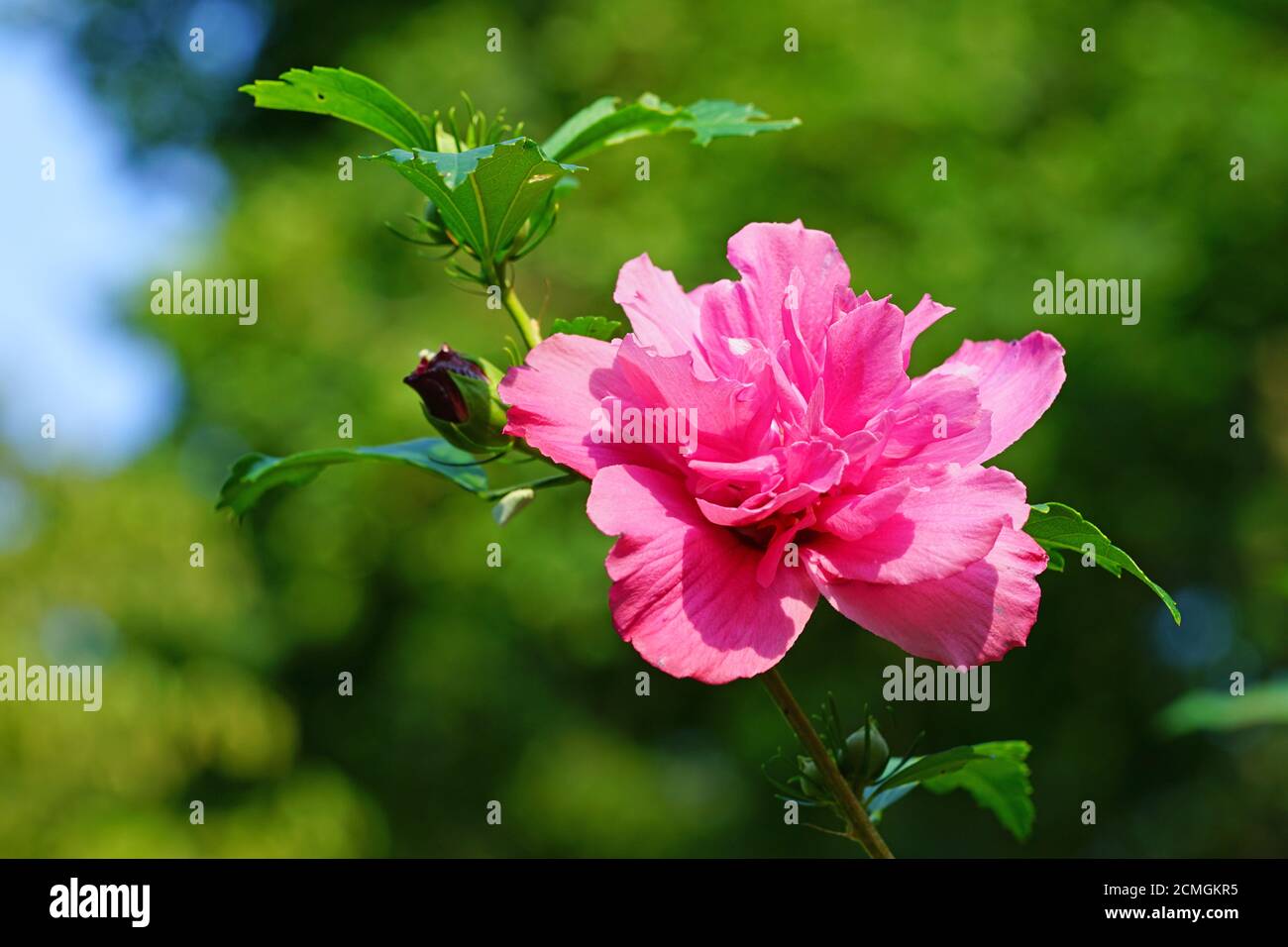 Pink Rose of Sharon hibiscus syriacus double ruffled flower in bloom ...