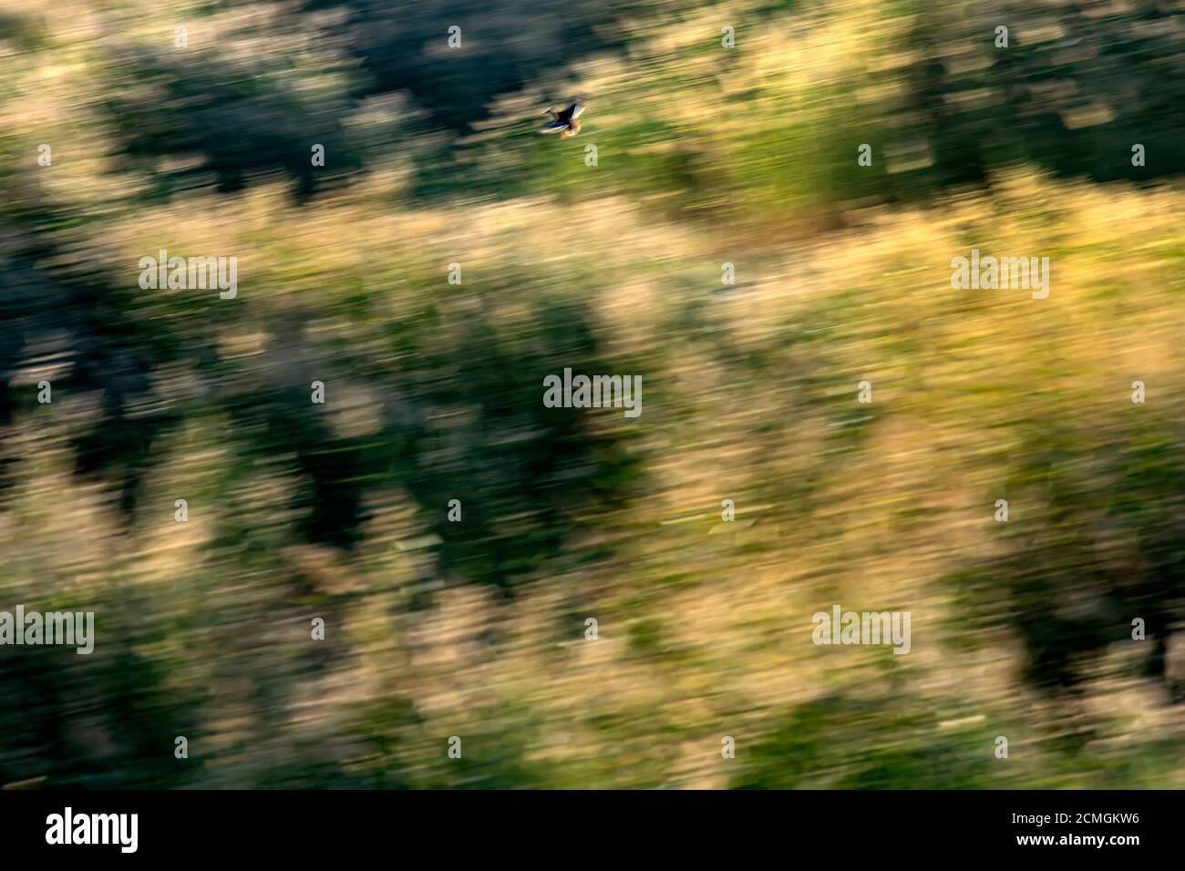Abstract nature. Flying birds. Motion blur background. Stock Photo