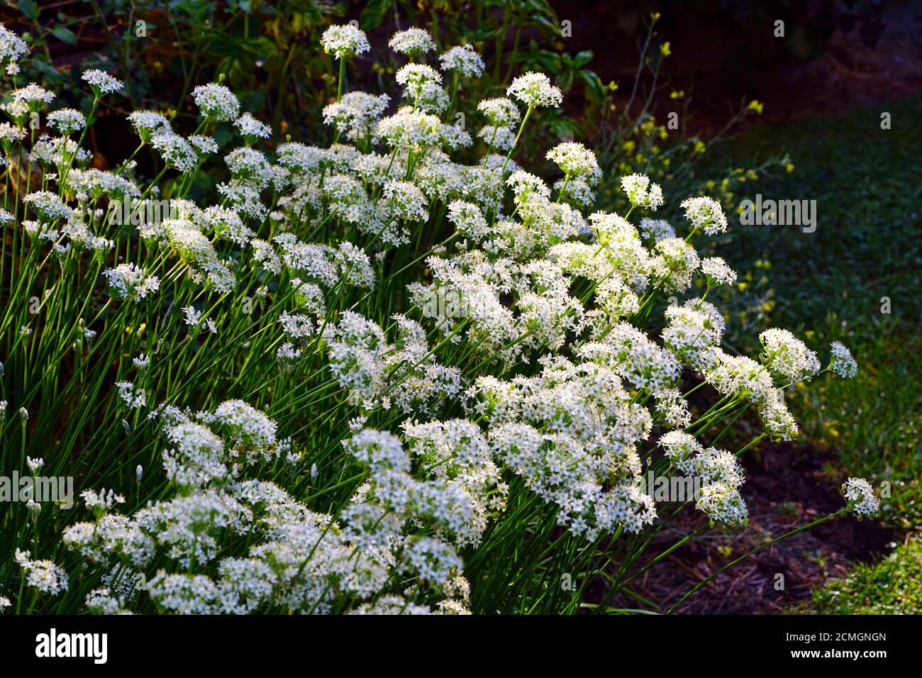White flowers of the garlic chive nira herb Stock Photo Alamy