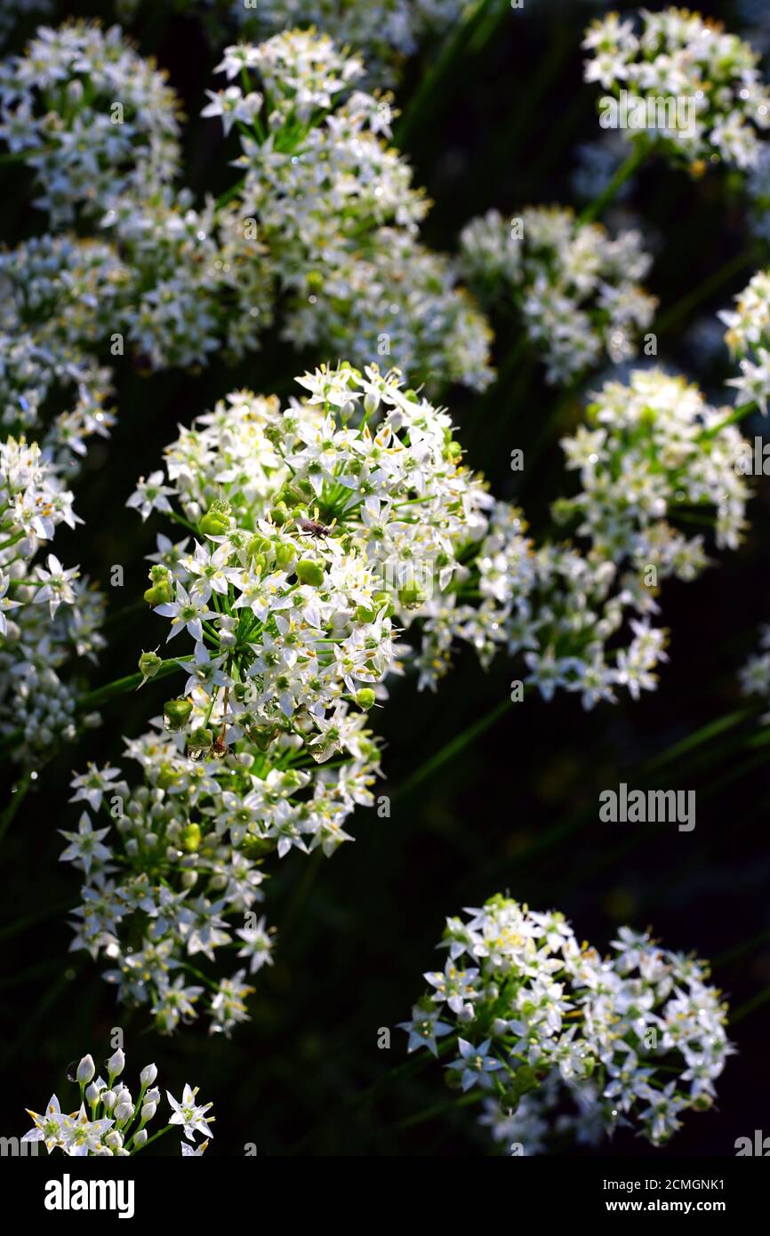White flowers of the garlic chive nira herb Stock Photo Alamy