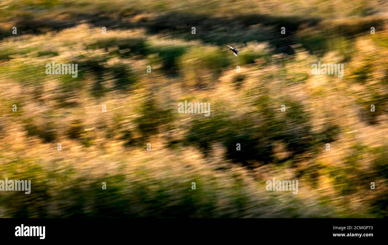 Abstract nature. Flying birds. Motion blur background. Stock Photo