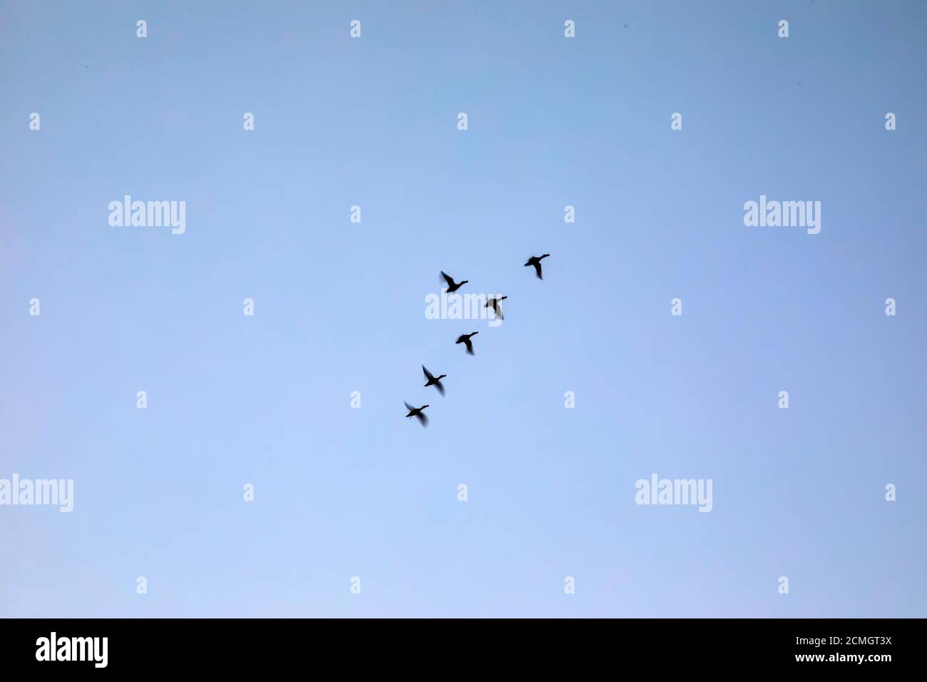 Abstract nature. Flying blur birds. Sunset sky background. Stock Photo