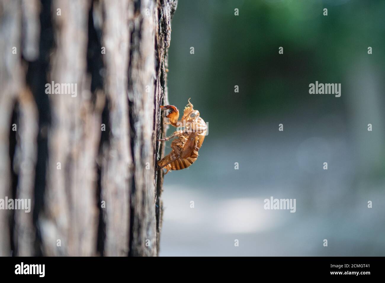 Cicada shell on a tree Stock Photo