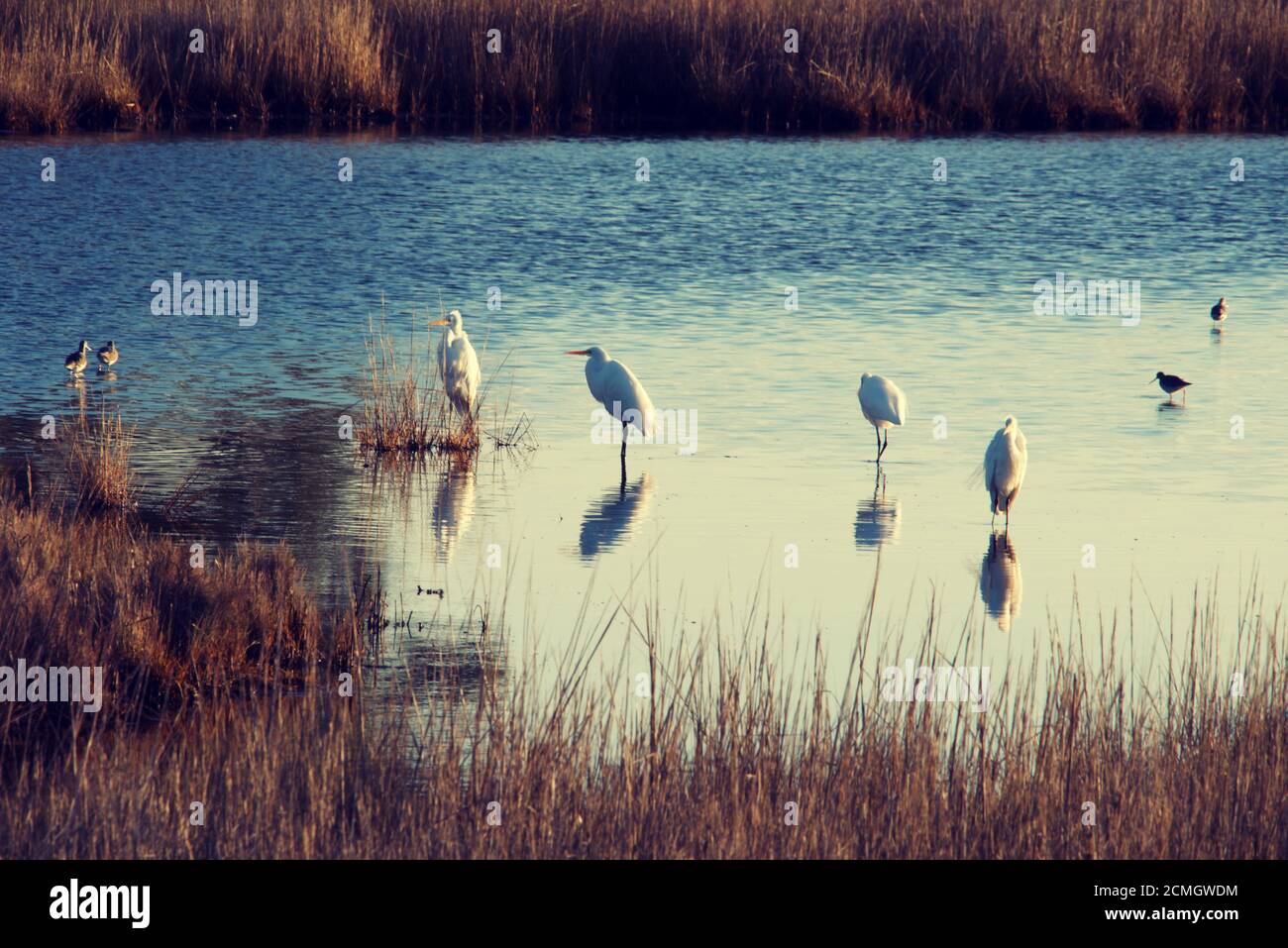 Marshy Inlets Multiple Great Snowy Egrets in a marshy inlet on Assateague Island ...