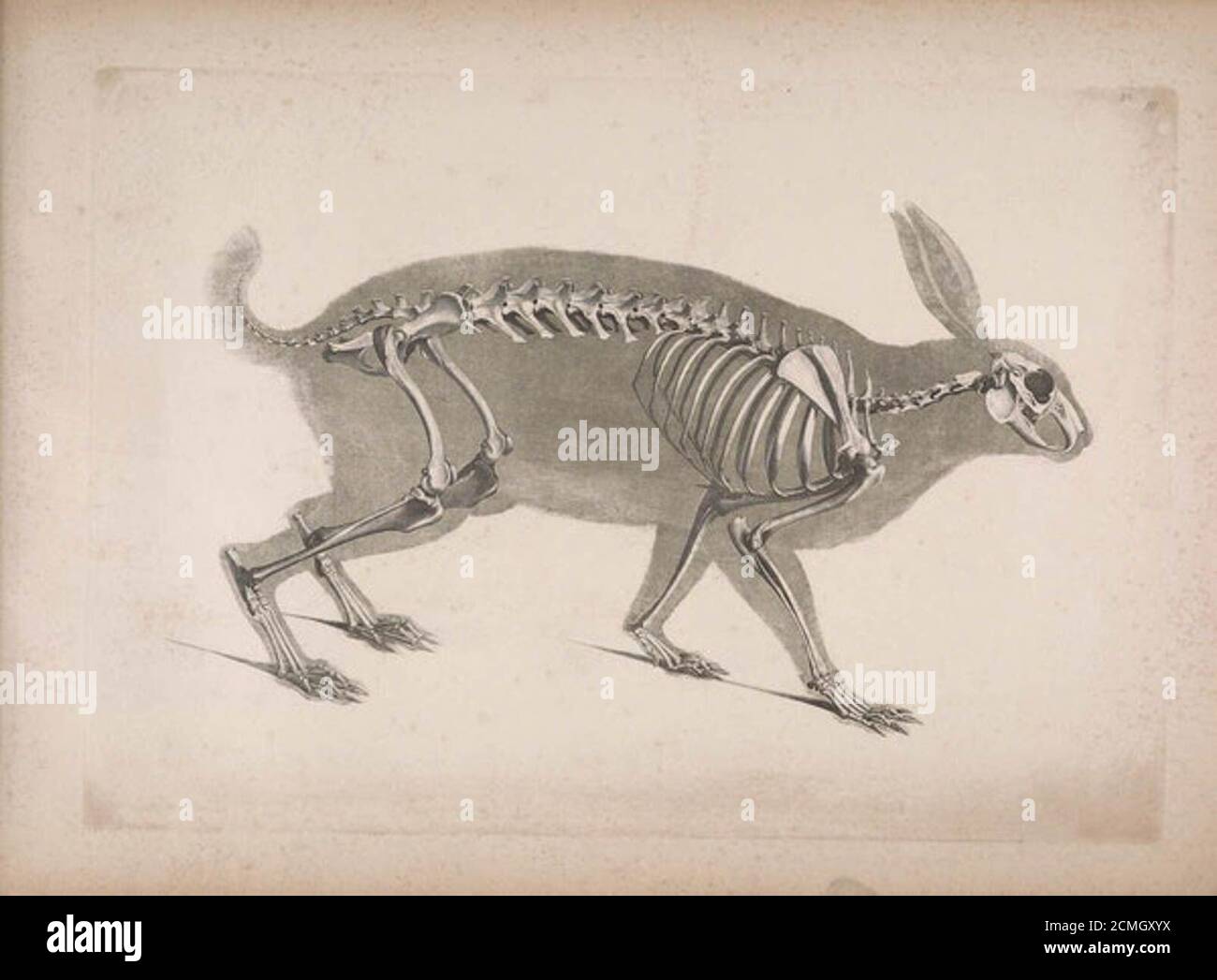 Edouard Joseph d’Alton's Illustrations of Animal Skeletons (18211838