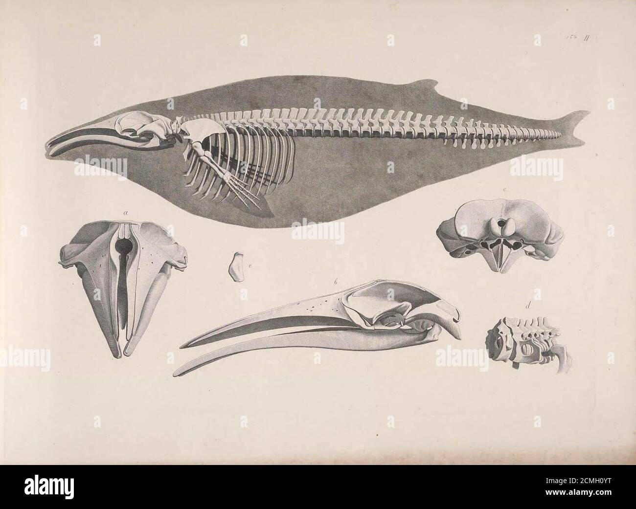 Edouard Joseph d’Alton's Illustrations of Animal Skeletons (18211838