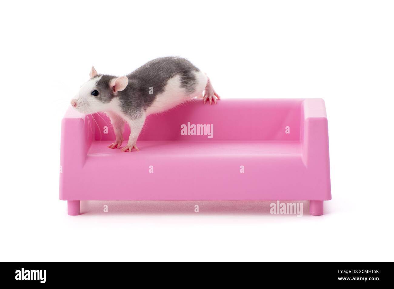 Cute young rat sitting on a toy pink couch. Stock Photo