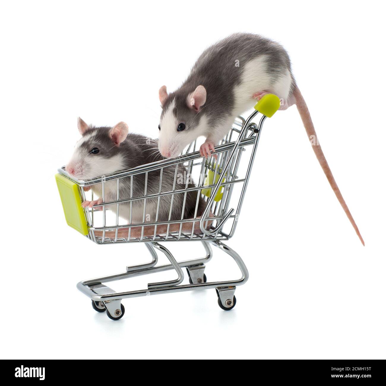 Two small graywhite rats sit in a shopping trolley on a clean white