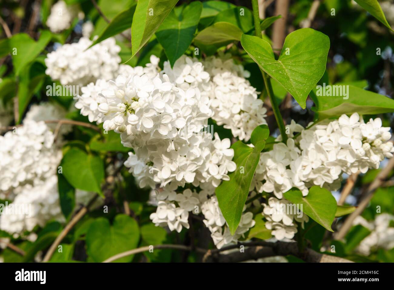 Bud of white lilac in a crisp plan growing on a young bush Stock Photo
