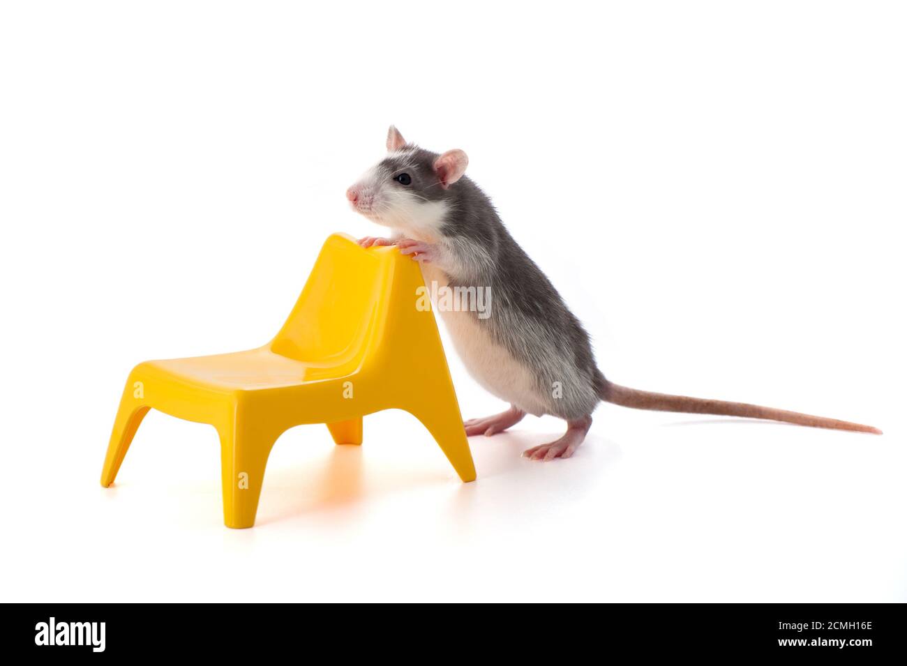 Young cute rat moves a yellow plastic chair. Stock Photo