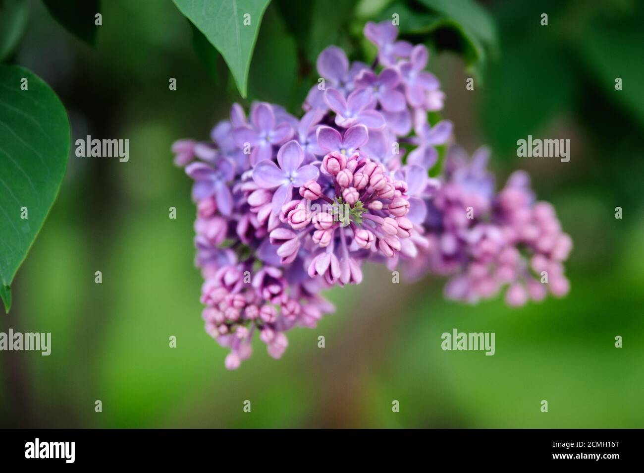 A bud of purple lilac in a crisp plan, growing on a young bush Stock